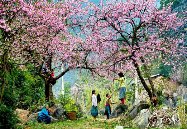 Mùa xuân trên cao nguyên Mộc Châu