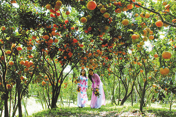 Thời điểm tốt nhất để đi du lịch Cần Thơ là mùa trái cây từ tháng 4 đến tháng 7