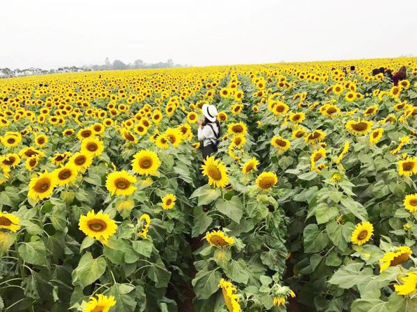 Cánh đồng hoa hướng dương tại Nghệ An