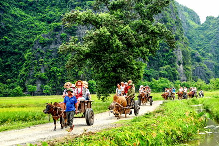 trải nghiệm cưỡi xe trâu tham quan làng quê tại Sơn Hà