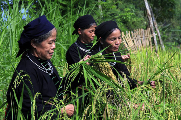 mùa thu hoạch lúa nếp tại Hoàng Su Phì 