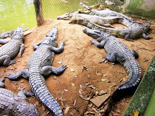 Hồ nuôi cá sấu tại KD Thuỷ Châu