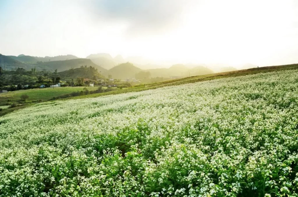 Tháng 11 là thời điểm hoa cải trắng nở rộ trên các ngọn đồi, sườn núi tại Mộc Châu