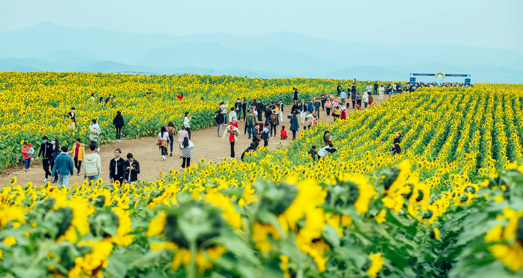 Cánh đồng hoa hướng dương thu hút đông đảo du khách đến tham quan, chụp ảnh